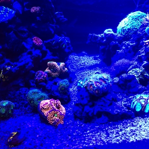 Misc. Corals 5
