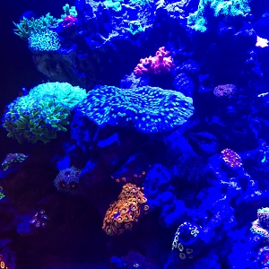 Misc. Corals 6