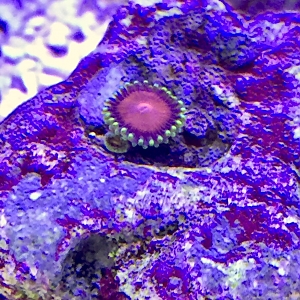 Baby Zoa