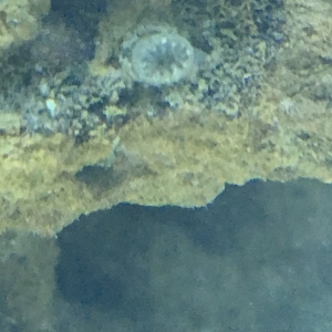 Unidentified Coral