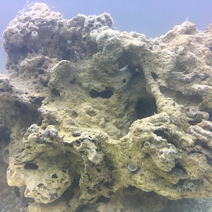 Unidentified Coral