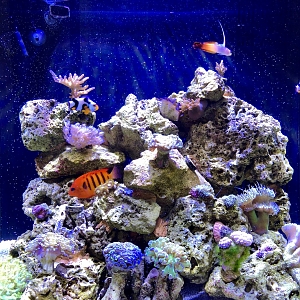 My Biocube 32