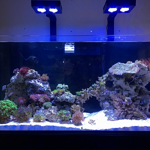 New Reef Tank