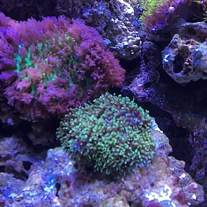 Beginning Coral Reef Aquarium Setup