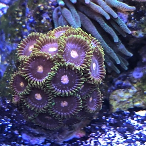 Unnamed Green and Pink Zoa