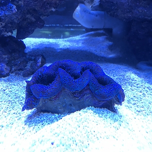 Electric Blue No Flash - under Kessil A360we