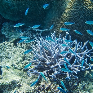 Chromis_Virdis