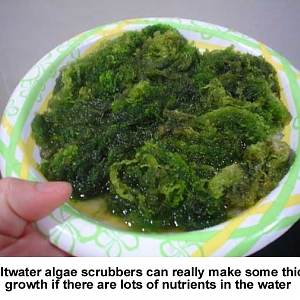 Algae Scrubber 18