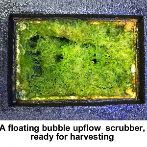 Algae Scrubber 6