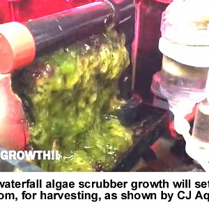 Algae Scrubber 5
