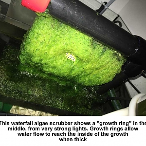 Algae Scrubber 4