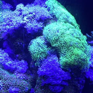 Wood Polyps eagle eyes