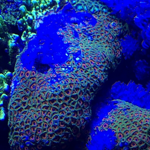 Small spongo eagle eye