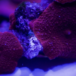 Red Mushroom