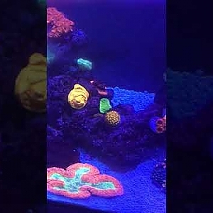 Our little reef