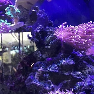 32 gallon mixed reef