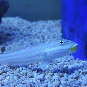 Goby 4