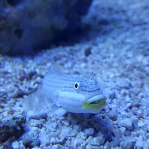 Goby3