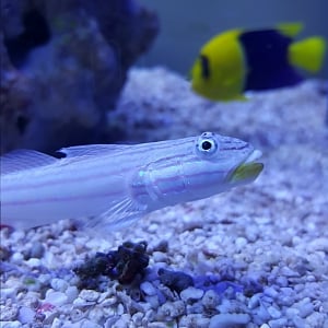 Goby2