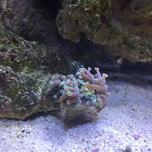 Hammer coral