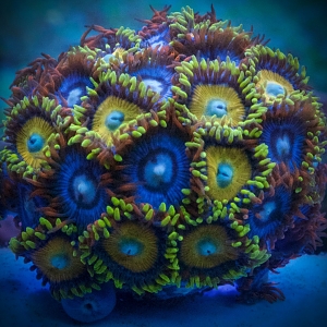 zoa mix