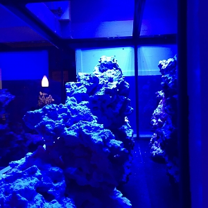 aquascape