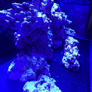 aquascape