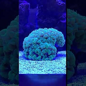 New Bubble Coral Added