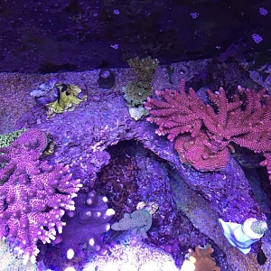 Reef1