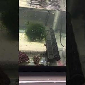 Putting the Algae Barn Chaeto into the sump today - YouTube