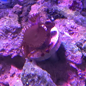 pic of some kind of zoa/paly