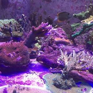 Reef Tank 1.20.2019