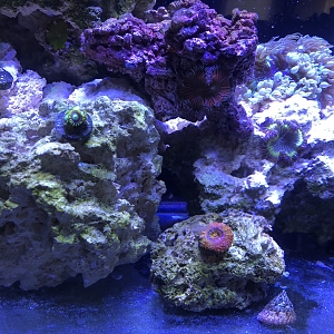 Acan And Zoas