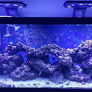 Tank Feb 2019