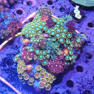 Zoa Colony Mix