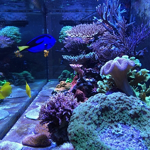 Reef - 2