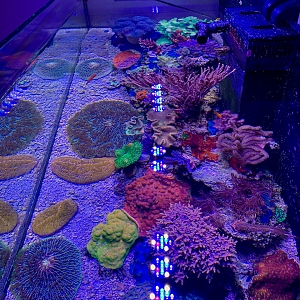 Reef - 84