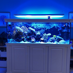 Reef - 16