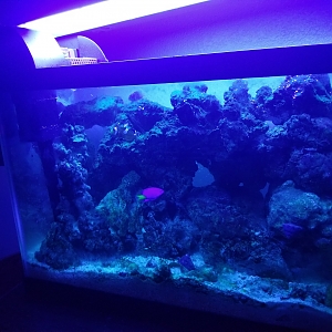 10 gallon nano reef