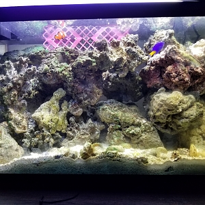 10 gallon nano reef