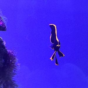 juvenile bat fish