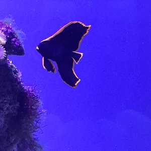 Bat fish