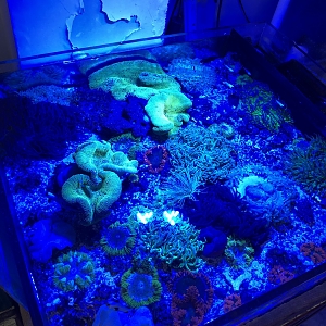 Nem tank