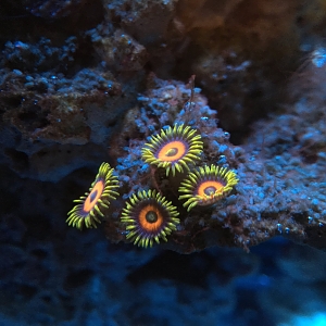 Zoas