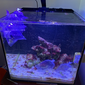 riley perkofski - fish tank