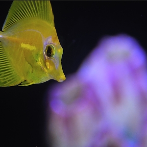 Captive Bred Yellow Tang May 2019