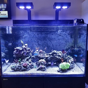 Reef71019