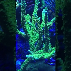 Jettareefer23’s sps tank flow