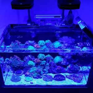 My Daughters 20G Nano Set Up