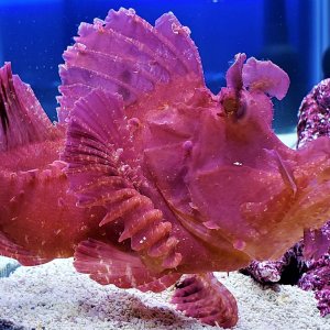 Purple/Red Rhinopias Scorpion fish